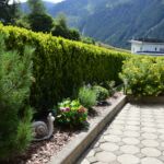 Zirbenbaum im Garten Zirbenbaum im Garten